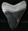 Serrated, Black Megalodon Tooth - Medway Sound #16008-2